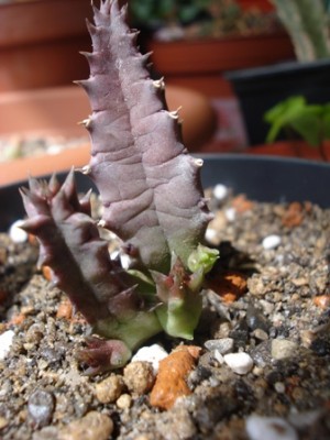 Huernia loeseneriana.jpg