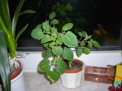 P1090095.JPG