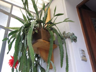 Epi-mit-Gecko.JPG