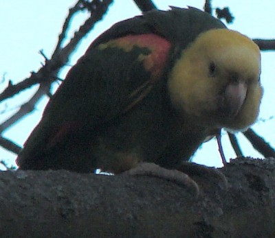 bleib bloss auf der anderen seite des zauns.jpg