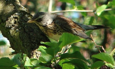 ber'n gartenzaun gelinst.jpg