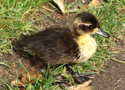 das kommt dabei raus3.jpg