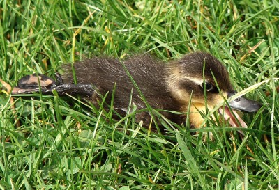 das kommt dabei raus1.jpg