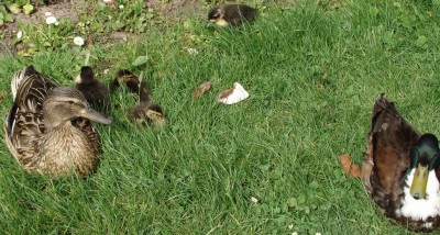 das kommt dabei raus.jpg