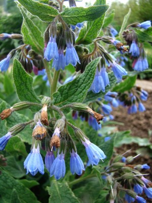 1.symphytum caucasicum.jpg