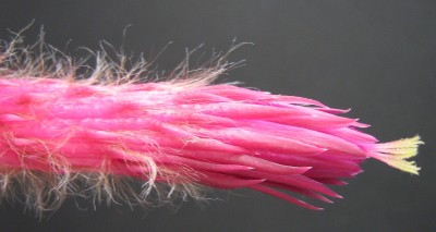 IMG_1330a Cleistocactus strausii.jpg