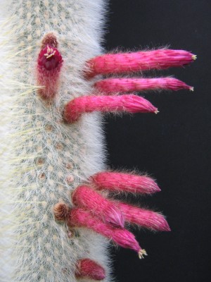 IMG_1328 Cleistocactus strausii.jpg
