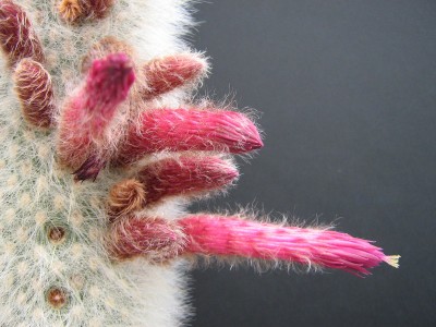 IMG_1327 Cleistocactus strausii.jpg