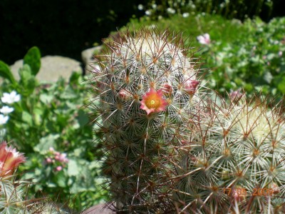DSCN42700001.JPG