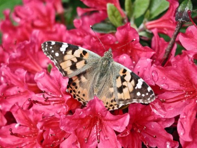 Schmetterling26.jpg