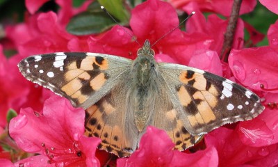 Schmetterling44.jpg