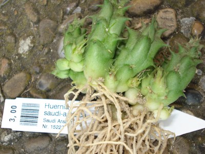 Mai 2009 011.jpg