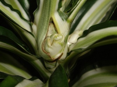 Dracaena.JPG