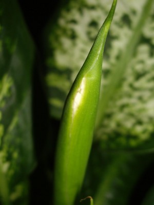 Dieffenbachie Blüte.JPG