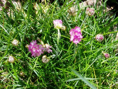 Name unbekannt blühendes Gras.JPG