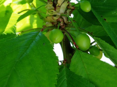 Kirschen an der Zwergkirsche.JPG