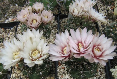 IMG_1113a Gymnocalycium.jpg