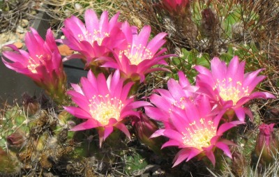 IMG_1226a Gymnocalycium.jpg
