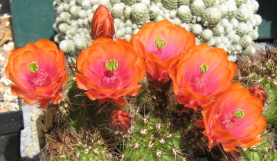 IMG_1249a Echinocereus.jpg