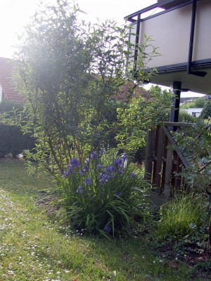 Sommerflieder und sibirische Iris Mai 07.JPG