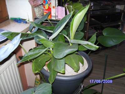 banane.JPG