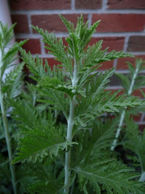 2009-05-17 034.jpg