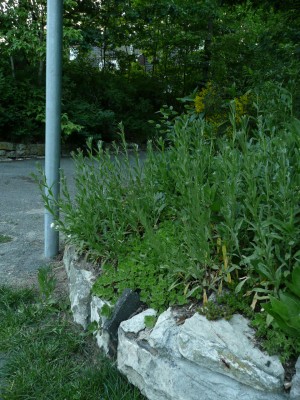 2009-05-17 041.jpg