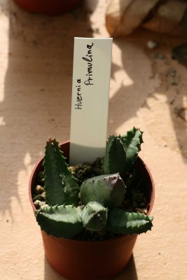 Huernia primulina.JPG