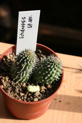 Echidnopsis Sp. Nov.jpg