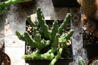 Stapelia unbekannt.JPG