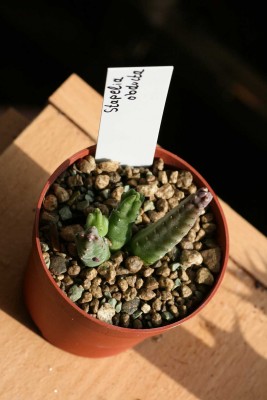 Stapelia obducta.JPG