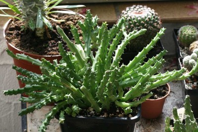 Orbea variegata.JPG