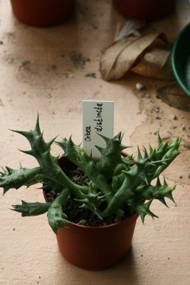 Orbea distincta.JPG