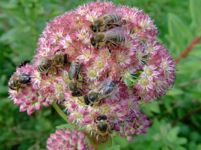 Was ist das für eine Gartenblume?-Hohe Fetthenne · Pflanzenbestimmung