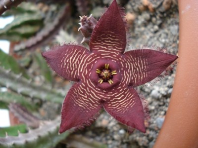 Tromotriche-Blüte.jpg