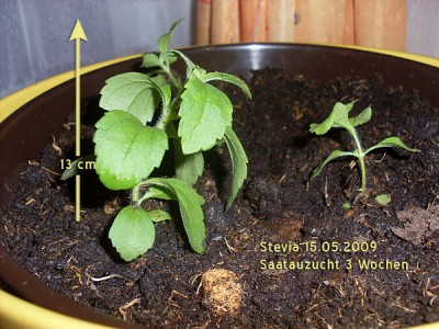 stevia15.01.09.jpg