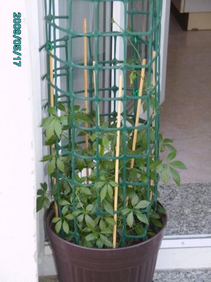 PICT0151.JPG