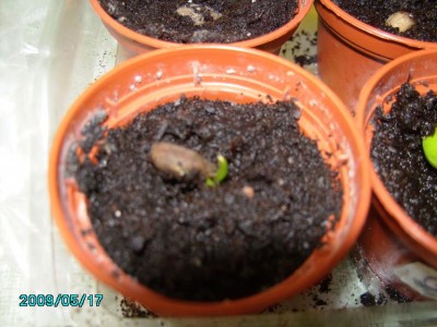 PICT0148.JPG