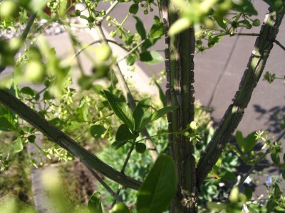 green2a.jpg