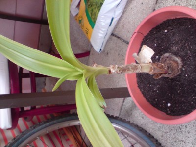 Pflanze 1.JPG
