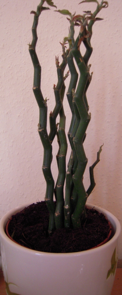 Lidl Pflanze bestimmen-Pedilanthus tithymaloides · Pflanzenbestimmung &  Pflanzensuche · GREEN24 Pflanzen & Garten Forum