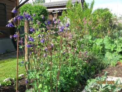 Green2009_2228.jpg