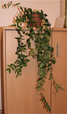 Hoya1.jpg