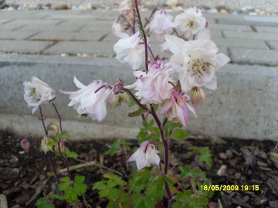 SL380759.JPG