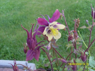 SL380758.JPG