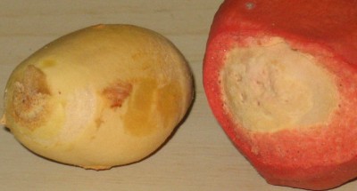 Palmensamen, ausgepackt2.jpg