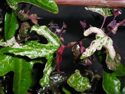 P1013516.jpg