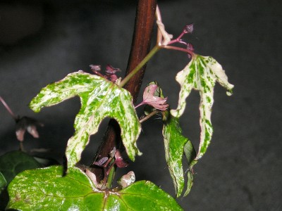 P1013515.jpg