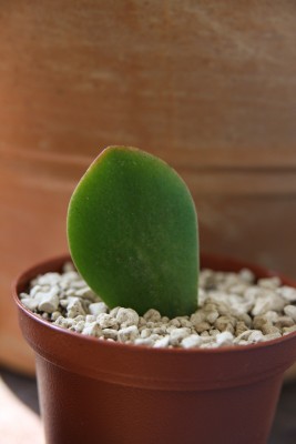 Crassula Hummels Sunset Blatt - 19.05.2009.jpg