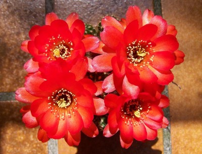 sylvestrii_800_610.jpg